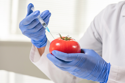Gloved hands of contemporary scientific researcher with red ripe tomato making injection during experiment with vegetables in laboratory