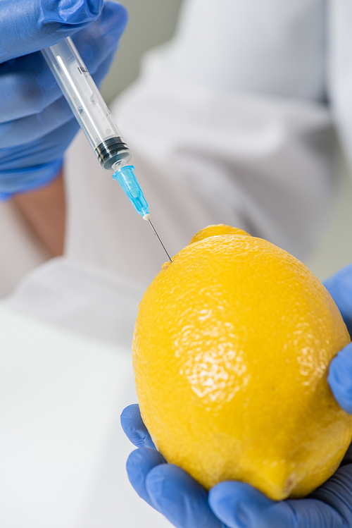Gloved hands of laboratory worker or scientist in whitecoat injecting ripe lemon while making experiment with growing new kind of citrus