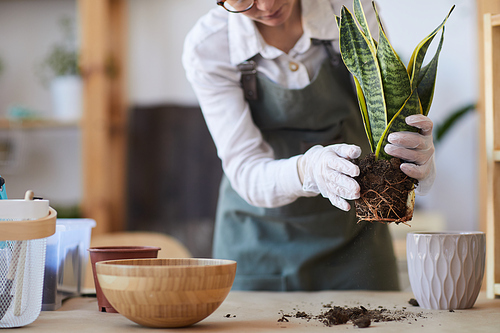 Cropped portrait of modern young woman potting plants while enjoying home gardening, copy space