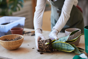 Close up of modern young woman potting plants while enjoying home gardening, copy space