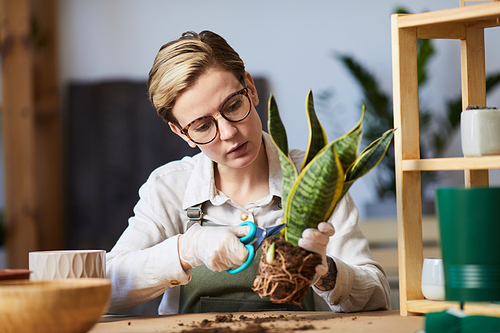 Portrait of modern young woman potting plants while enjoying home gardening indoors, copy space