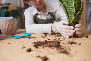 Close up of young woman potting plants while enjoying home gardening indoors, copy space