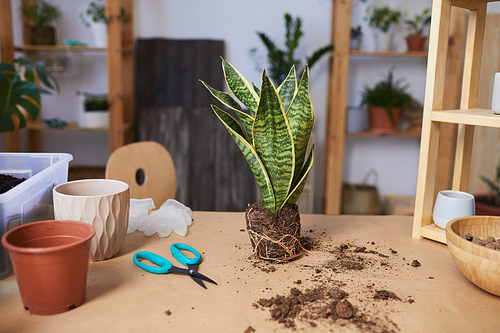 Background image of dracaena snake plant on wooden table next to pots and fresh soil, copy space