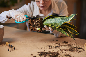 Close up of young woman caring for dracaena snake plant while enjoying home gardening indoors, copy space