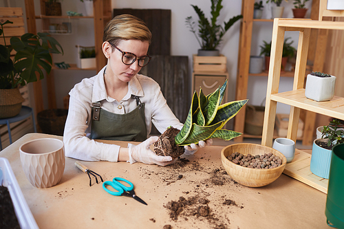 Portrait of modern young woman potting dracaena snake plant while enjoying home gardening indoors, copy space