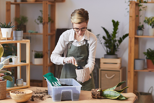 Waist up portrait of young woman putting fresh soil into pot while caring for plants indoors, copy space