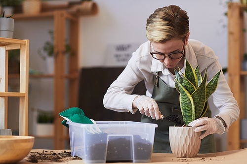 Portrait of modern young woman putting fresh soil into pot while caring for houseplants indoors, copy space