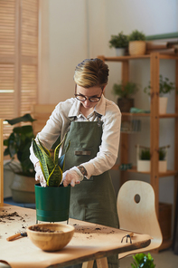 Vertical portrait portrait of modern young woman potting draecena while caring for houseplants indoors
