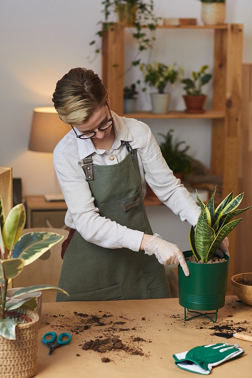 Vertical portrait portrait of modern young woman wearing apron potting drecaena while caring for houseplants indoors