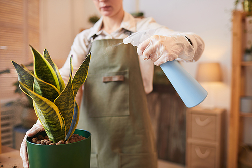 Cropped portrait of modern young woman watering dracaena while caring for houseplants indoors, copy space