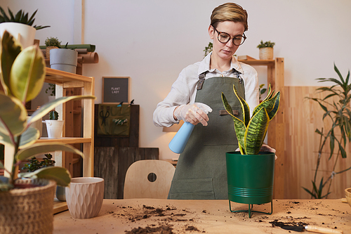 Waist up portrait of young woman watering dracaena while caring for houseplants indoors, copy space