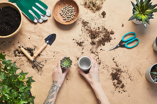 Top down view at tattooed female hands potting succulents while caring for houseplants at craft table, copy space
