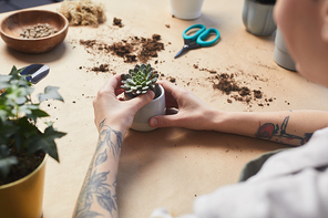 Close up of tattooed female hands potting succulents while caring for houseplants at craft table, copy space