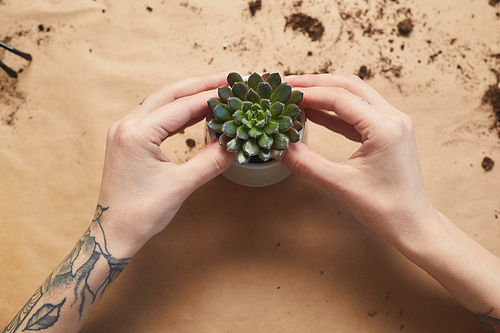 Above view close up of tattooed female hands potting succulents while caring for houseplants at craft table, copy space