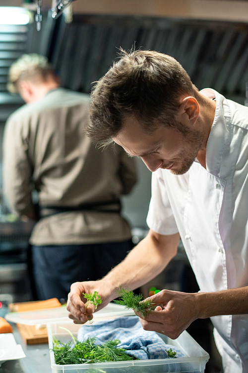 Contemporary young professional male chef bending over plastic container with fresh greenery on kitchen table while choosing dill or parsley