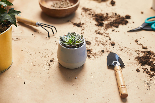 Close up background image of tiny succulent plant on craft table with gardening tools, copy space