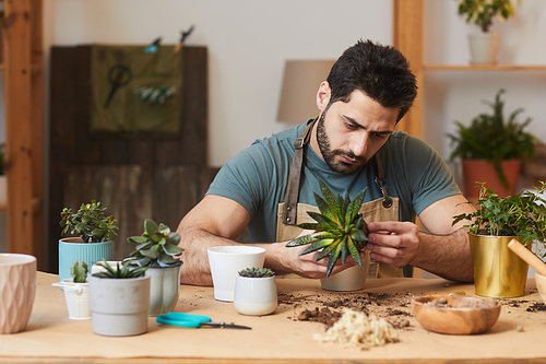 Portrait of bearded young man potting dracaena and succulents while caring for houseplants indoors, copy space