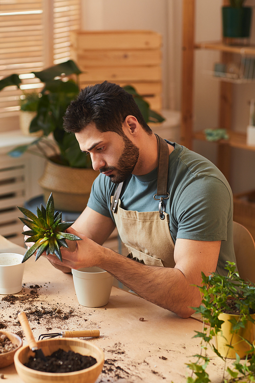 Vertical side view portrait of bearded young man potting dracaena and succulents while caring for houseplants indoors