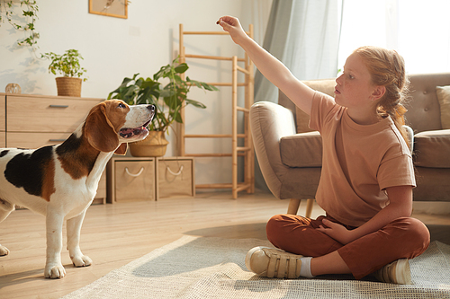Warm toned side view portrait of cute red haired girl playing with dog while sitting on floor in cozy home interior lit by sunlight, copy space