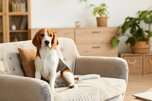 Warm toned portrait of cute beagle dog sitting on couch in cozy home interior lit by sunlight, copy space