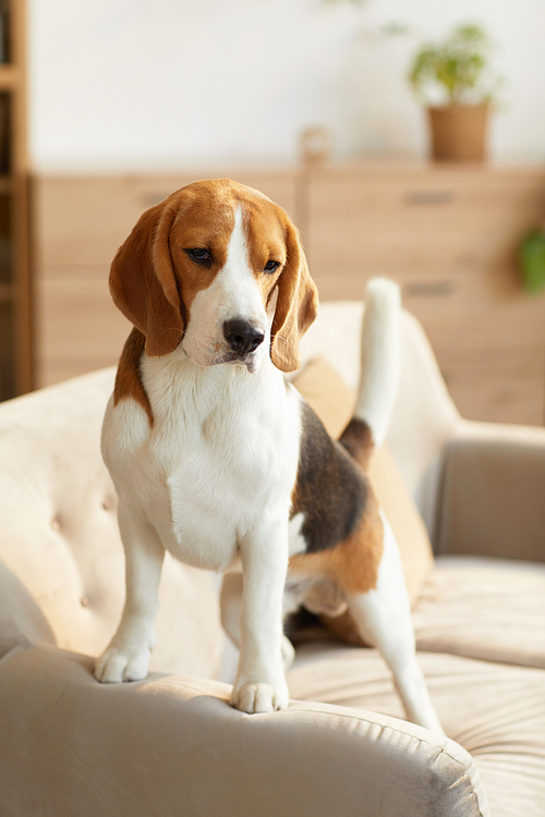 Vertical warm toned portrait of cute beagle dog standing on couch in cozy home interior lit by sunlight