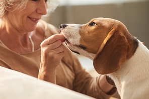 Close up of smiling senior woman playing with dog and giving him treats while sitting on couch in cozy home interior, copy space