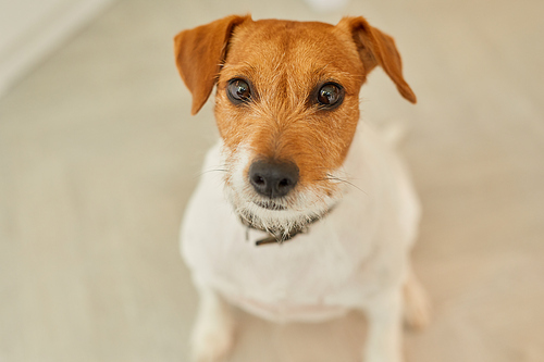 Minimal high angle portrait of Jack Russel Terrier dog looking at camera while sitting on floor at home, copy space