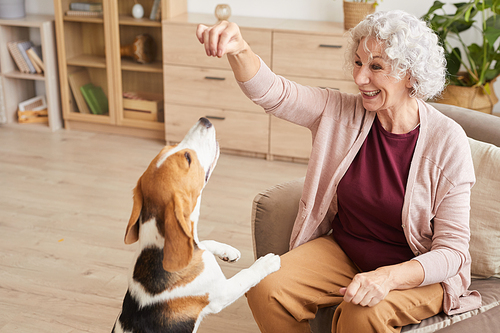 High angle portrait of happy senior woman enjoying play with beagle dog in cozy home interior, copy space
