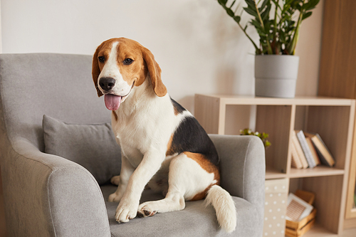 Warm toned full length portrait of tricolor beagle dog sitting in comfortable armchair of modern home interior, copy space