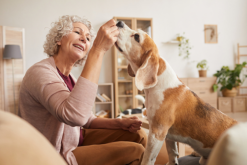 Warm toned portrait of cheerful senior woman playing with dog and giving treats while enjoying time together at home