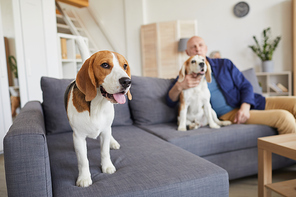 Full length portrait of cute beagle dog standing on couch and looking at camera with senior man in background, copy space