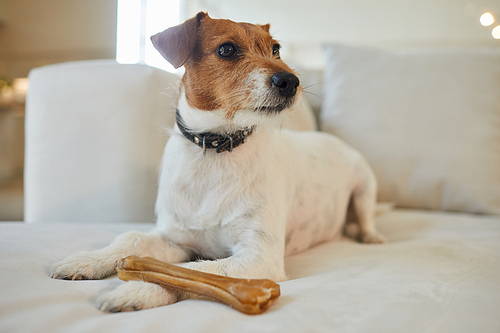 Full length portrait of female Jack Russel terrier dog lying on white couch with treat bone and looking away in home interior, copy space