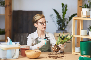 Portrait of contemporary woman potting plants while enjoying home gardening indoors, copy space