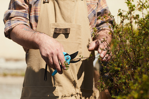 Cropped portrait of unrecognizable male gardener holding clipper tool while cutting bush branches in sunlight, copy space