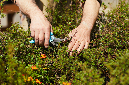 Close up of unrecognizable male gardener holding clipper tool while cutting bush branches in sunlight, copy space