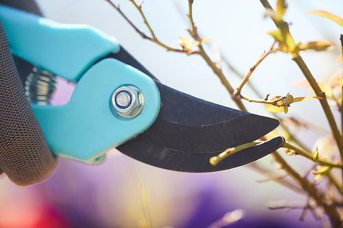 Side view close up of garden clippers cutting branches of trees and bushes outdoors, copy space