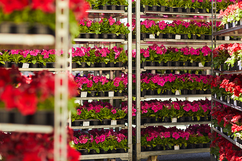 Background image of many pink potted flowers stacked on shelves in plantation, copy space