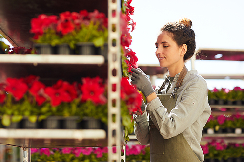 Side view portrait of smiling young woman caring for potted flowers on shelves while enjoying work in plantation outdoors, copy space