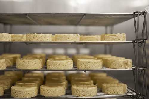 Background image of raw formed cheese on shelves in storage set for airing and ripening, copy space