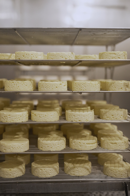 Vertical background image of raw formed cheese on shelves in storage set for airing and ripening, copy space