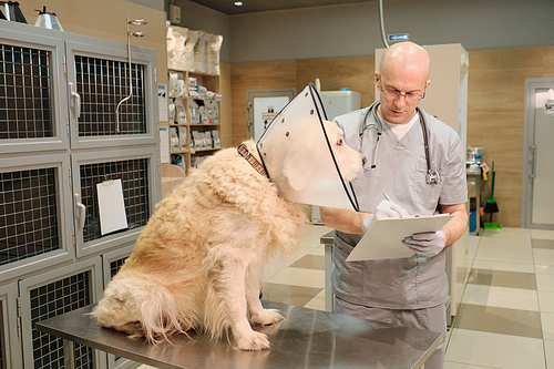 Doctor in uniform making notes in medical card after examination of domestic dog in clinic