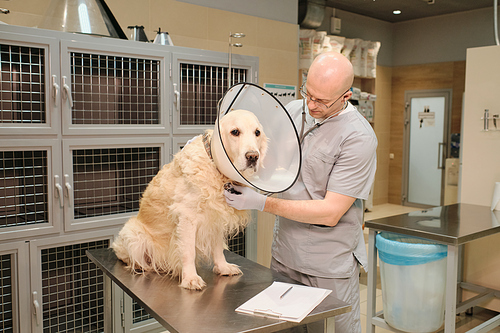 Mature vet examining the pedigree dog with stethoscope at vet clinic