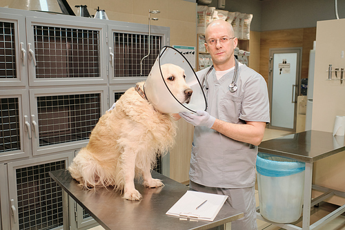 Purebred dog in medical collar sitting on the table while veterinarian examining it at clinic