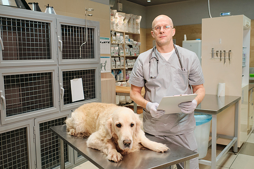 Portrait of mature vet in uniform looking at camera while treating the sick dog in vet clinic