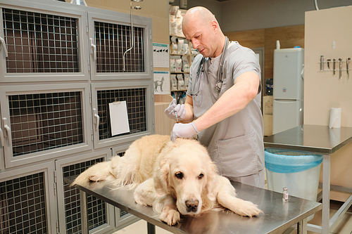 Mature veterinarian making a vaccination to domestic dog in vet clinic