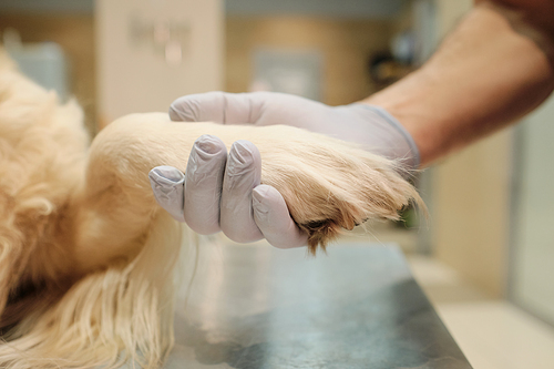 Close-up of the vet in protective gloves holding dog's paw and taking care of animals