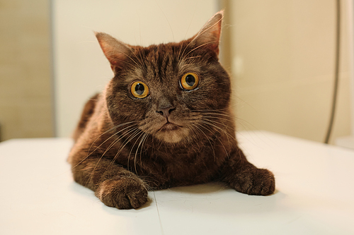 Portrait of purebred cute cat with brown eyes looking at camera lying on the sofa