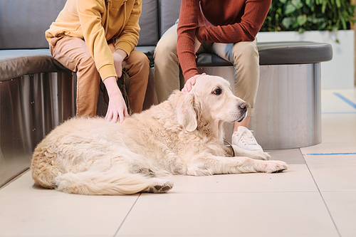 Close-up of two owners petting their purebred dog who lying on the floor