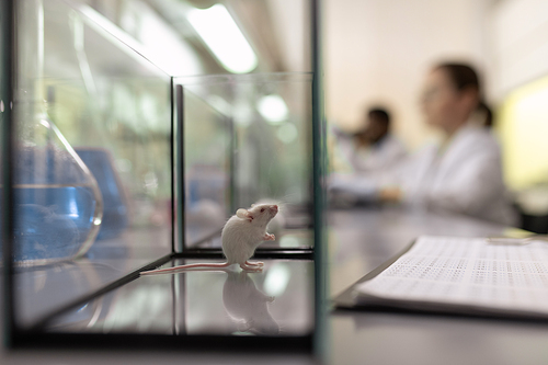 Close-up of glass box with little white mouse in it standing on the table with scientists in the background in the lab