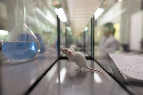Close-up of little white mouse in glass container on the table in the laboratory
